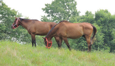 Caballos maltratados encuentran la pradera perfecta