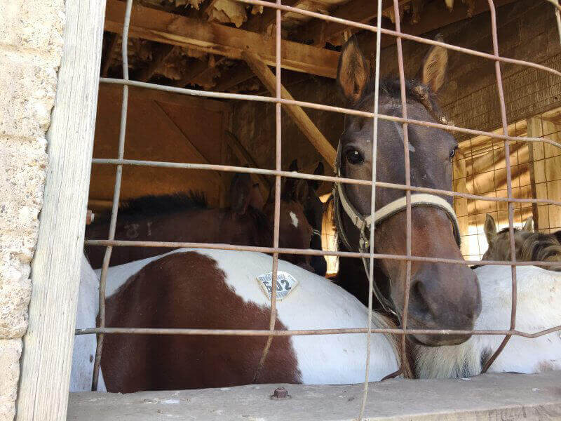 horse-transport