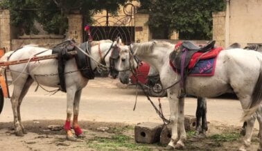 Cuidado Turistas: Caballos Son Maltratados ​​en Egipto Mientras los Funcionarios No Hacen Nada