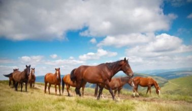 Caballo ‘cotizado’ es robado de un establo y masacrado