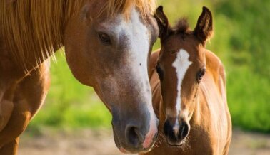 Suspenden a Entrenador de Caballos Cuarto de Milla que Golpeó a una Potranca
