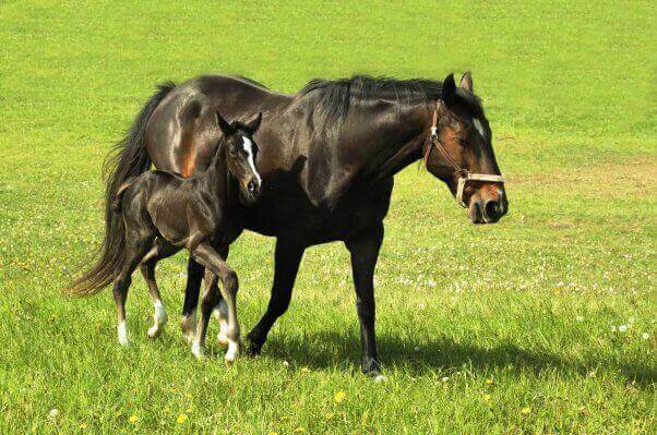 horses_istock