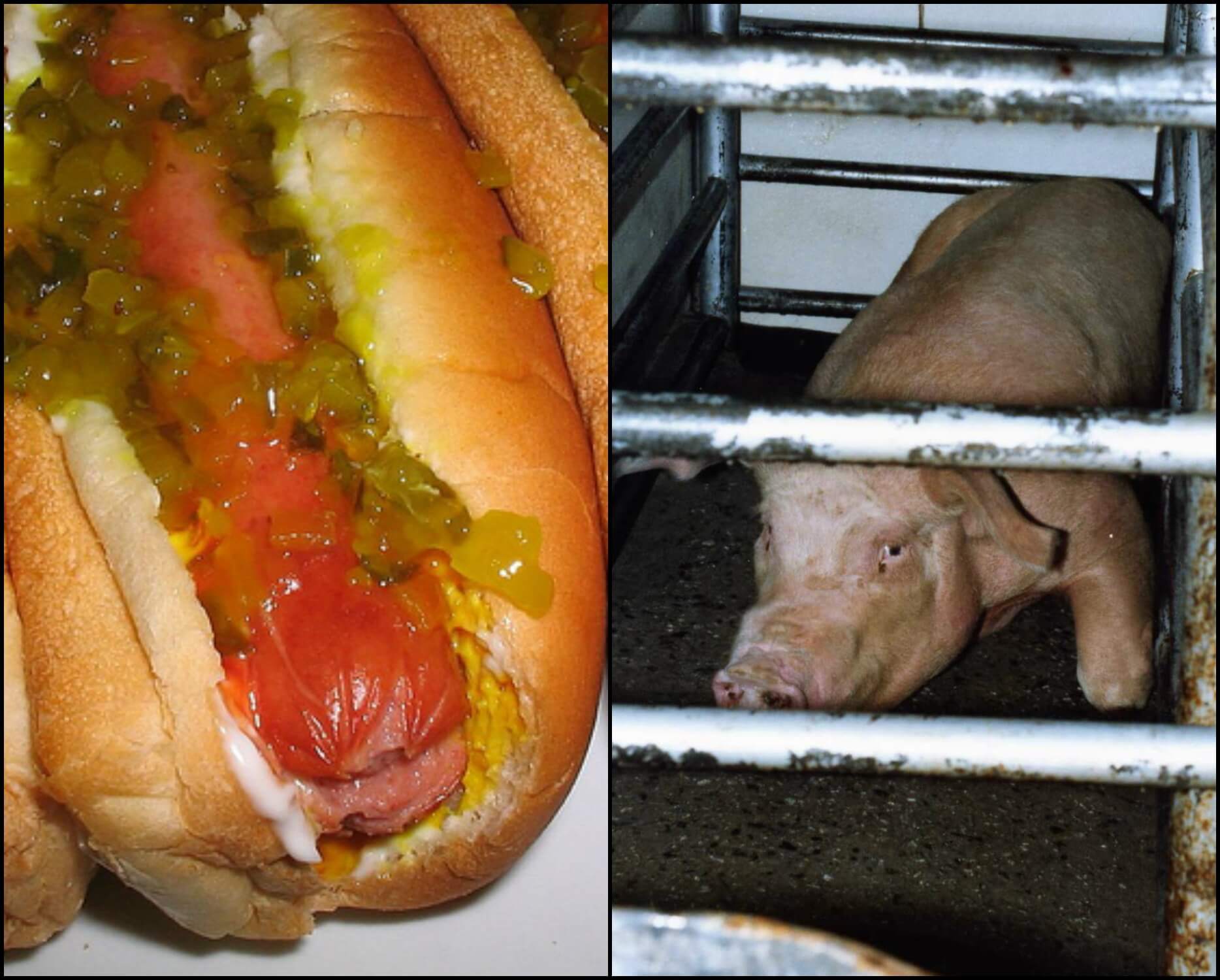 hot dog and pig
