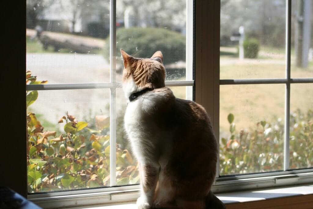 gato en casa