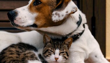 Llamamiento de PETA: Permitan que los Ucranianos y sus Animales se Refugien en el Reino Unido