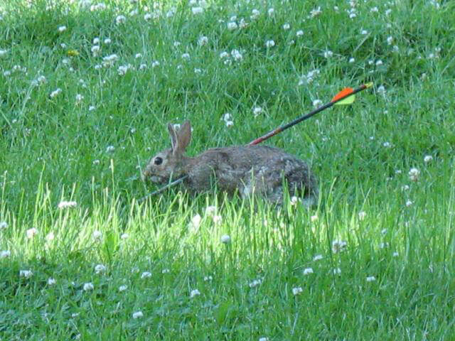 Rabbit with arrow through her body