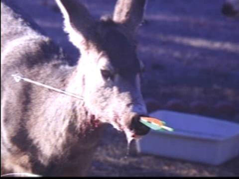 Deer with arrow through her nose and jaw