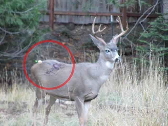 hunting-deer-with-arrow