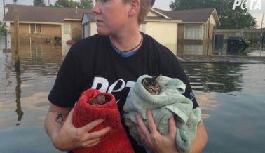 ACTUALIZACIÓN: El equipo de rescate de PETA está en el área afectada tras el huracán Harvey