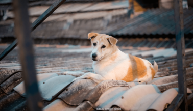 Los Perros Encadenados Afuera, o Dejados en las Azoteas, Sufren en las Intensas Temperaturas Invernales: Cómo Puedes Ayudarlos