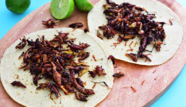 Por qué PETA Latino no aprueba los tacos de chapulín ni ningún otro snack de ‘insectos comestibles’
