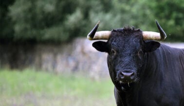 Victoria histórica: Ciudad de México avanza para poner fin a las corridas de toros