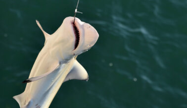 En Miami: un Adolescente MATA a un Tiburón para Exhibirlo Muerto