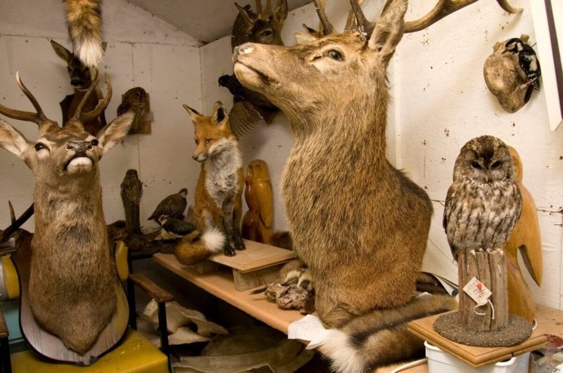 Room full of taxidermy and hunting trophies on tables, including two deer, a fox and an owl.