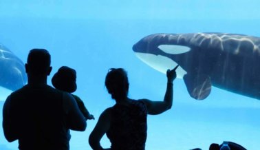 ¿Has ido a SeaWorld? Podrías recibir parte de un pago de $11.5 millones