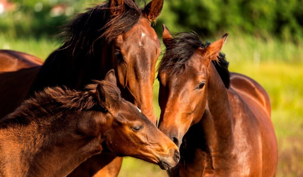 Familia de caballos juntos en la naturaleza
