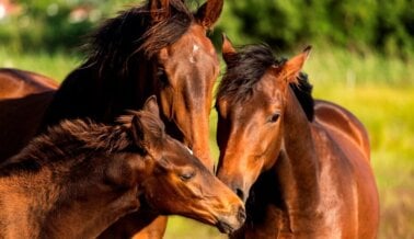 Los Humanos Tienen Mucho más en Común con los Caballos que Solo una Cola de Caballo