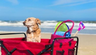 Los Mejores Consejos de PETA Latino Para Pasar un Verano Divertido Con tu Perro