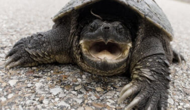 Profesor es acusado de alimentar a tortuga con cachorro de perro vivo (VIDEO)