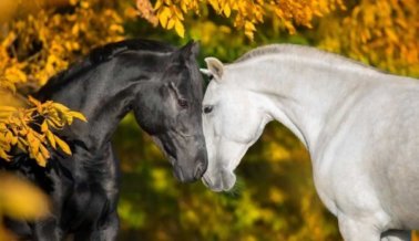 PETA y Otros Triunfan en Proteger a los Caballos del Calor Mortal de NYC