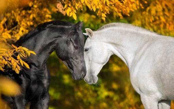 Two horses with faces pressed together, surrounded by yellow leaves