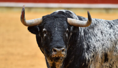 De a Poco se va Acabando la Crueldad Hacia los Toros en México: la Tauromaquia será Historia en Sinaloa