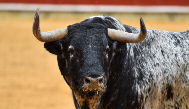 Suspensión de Corridas de Toros en Ciudad de México: ¡Es Hora de Prohibir esta Tortura en Todas Partes!