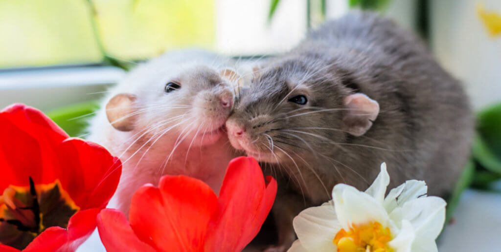 Cute rats nuzzling each other