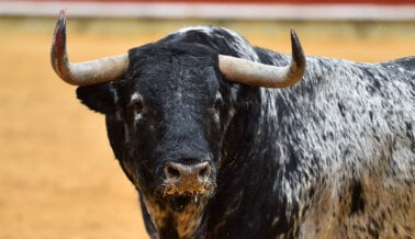 Después de la Presión de PETA Latino, la UNESCO Dijo No a la Tauromaquia