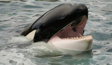 17 orcas separadas de su familia por culpa de SeaWorld