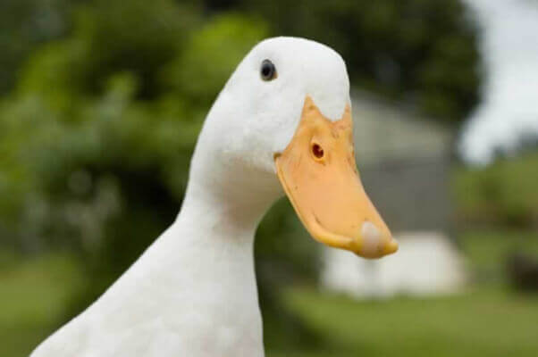 a white duck is shown from the chest up, looking into the camera with a green natural background