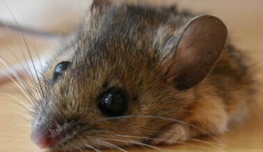 ¿Los Ratones y las Ratas son Buenos Animales de Compañía?