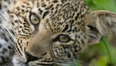 ¿Este dueño de circo ambulante mató a golpes a un leopardo?