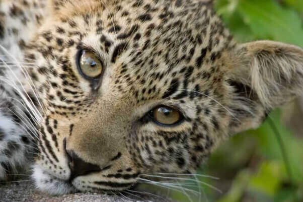 small leopard