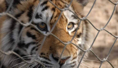 Cruda herida de tigre difícil de mirar