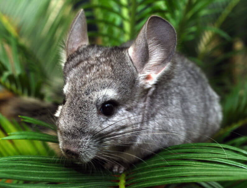 Chinchilla en la naturaleza