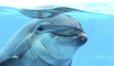 Visitante de SeaWorld Orlando Capta Escena Tras Ataque de Delfines