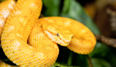 ¡Demanda de PETA logra un primer triunfo legal por los derechos de las serpientes!