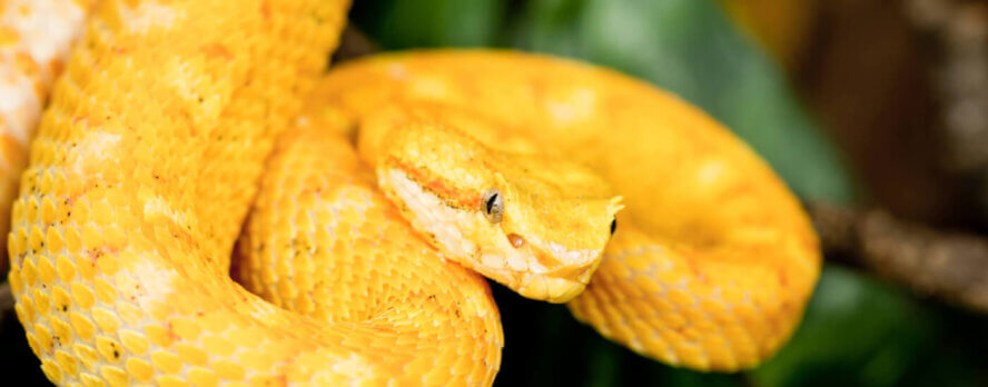 ¡Demanda de PETA logra un primer triunfo legal por los derechos de las serpientes!