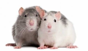 Un experimento cruel demuestra que las ratas son empáticas, los humanos no tanto