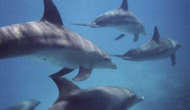 Es oficial: La Ciudad de México ha prohibido los delfinarios