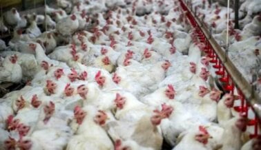 7 Datos Alarmantes Sobre Las Alitas de Pollo
