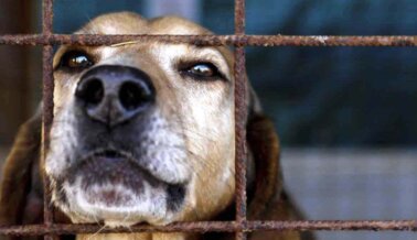 Ayuda a PETA a Difundir Conciencia este Día Internacional de los Animales sin Hogar