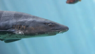 El nado con tiburones y alimentar a las mantarrayas son las peores ideas de SeaWorld hasta ahora