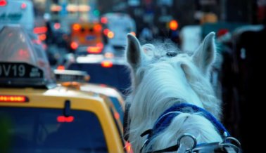 Peatones entran en pánico cuando caballo se desboca en el tráfico de NY