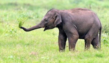 Video: Partiendo demasiado pronto, un joven elefante muere en zoológico