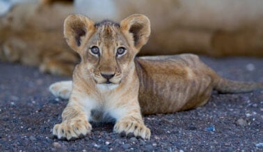 Video: Zoológico diseca a leona cachorro frente a una multitud de niños