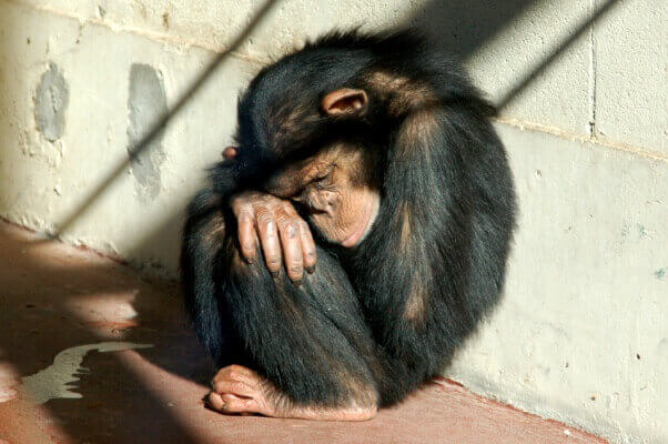 iStock_monkey in cage