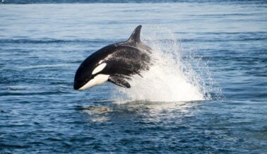 Los Delfines dan la cara por las orcas