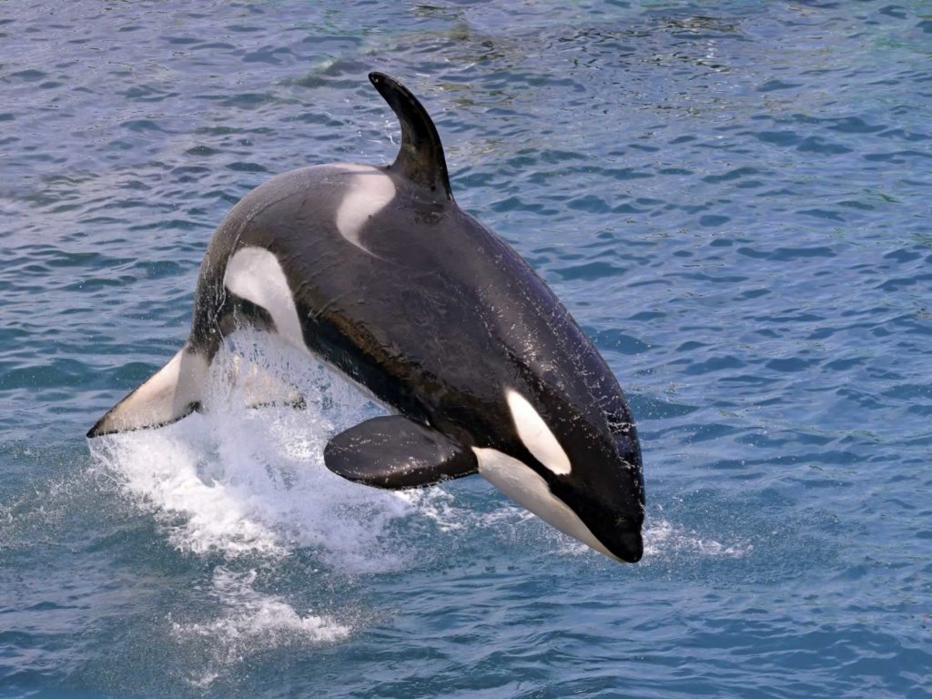 iStock_orca_